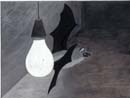 pipistrello